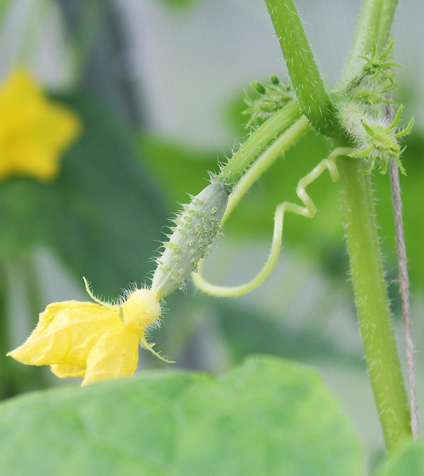 Wczesne ogórki hybrydy Wczesne ogórki odmiany 2026: popularne hybrydy do uprawy w szklarni, zdrowe liście.
