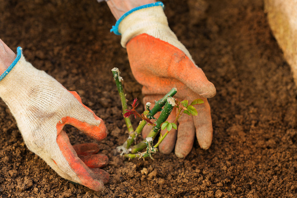 Jesienne sadzenie róż Sadzenie róż jesienią: porady dotyczące wyboru sadzonek i ich prawidłowego sadzenia w ogrodzie.