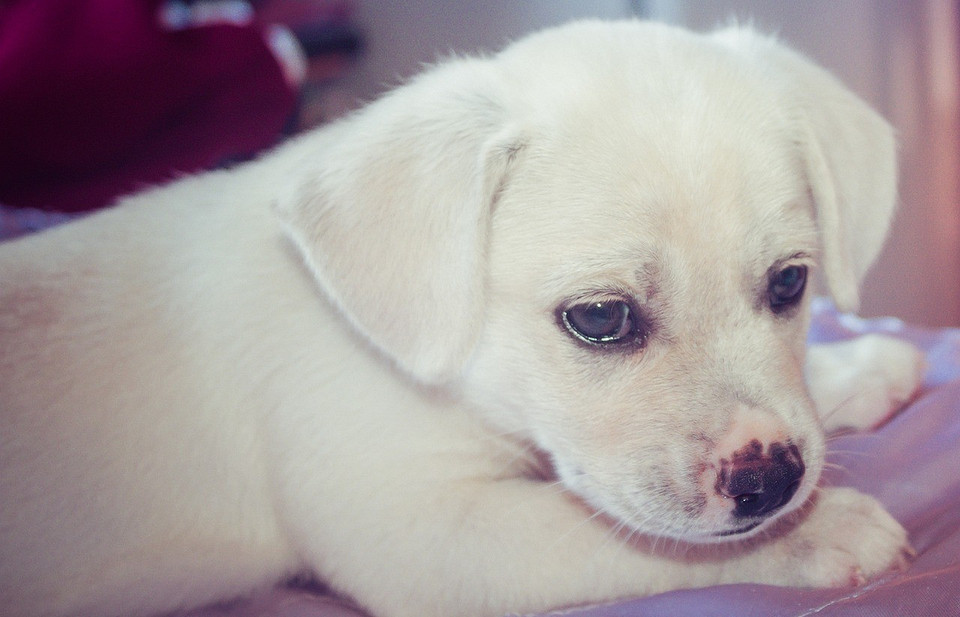 Jak oduczyć psa gryzienia? Pies gryzie sofę: skuteczne metody szkolenia, aby oduczyć psa niszczenia mebli.