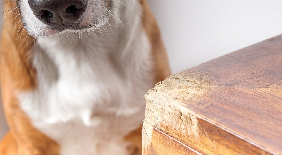 Pies niszczy meble? Pies gryzie nogę stołu: sposoby na powstrzymanie psa od niszczenia mebli.