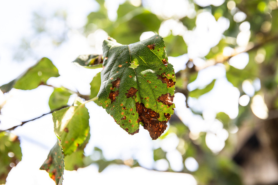 Zdrowe pomidory: Odporne odmiany Zdrowe, odporne na kladosporioza odmiany pomidorów w szklarni – klucz do wysokich plonów.