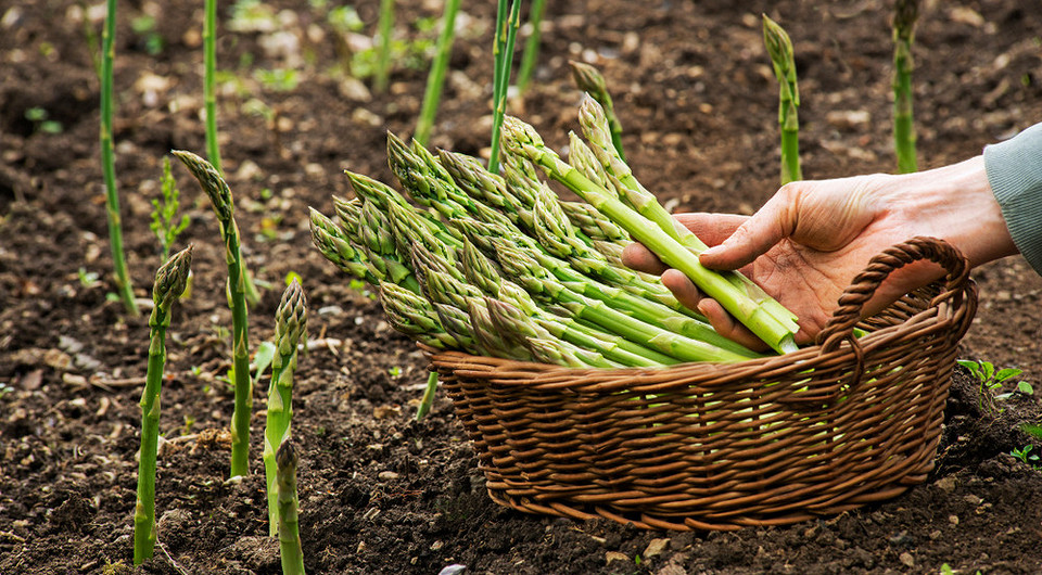 Szparagi w Twoim ogrodzie: Poradnik SM Strumyk dla obfitych zbiorów