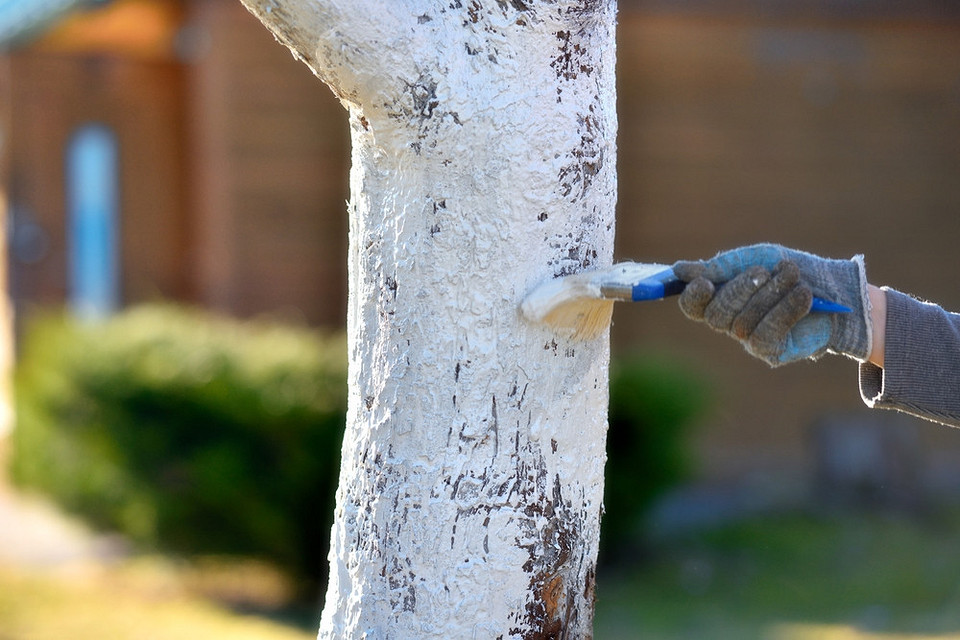 Leczenie pęknięć kory Leczenie pęknięć kory jabłoni. Regularna pielęgnacja i preparaty ochronne dla drzew.