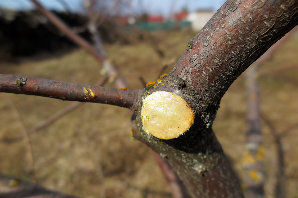 Odlazująca kora Odlazująca kora jabłoni: przyczyny, diagnoza i sposoby leczenia. Profilaktyka i ochrona.