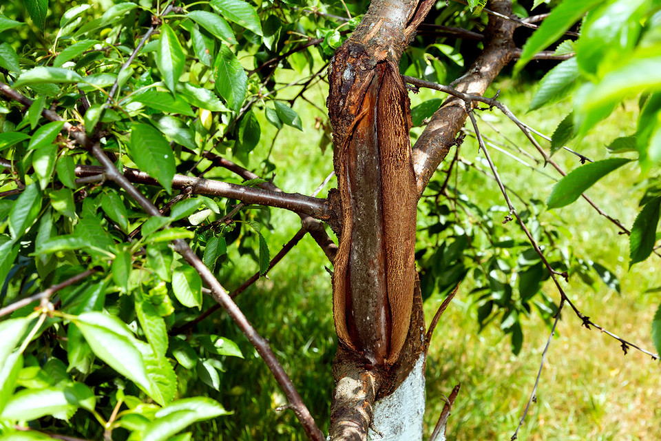 Odluszczająca się kora Odluszczająca się kora jabłoni: wizualizacja problemu, przyczyny i konieczność odpowiedniej pielęgnacji drzewa.