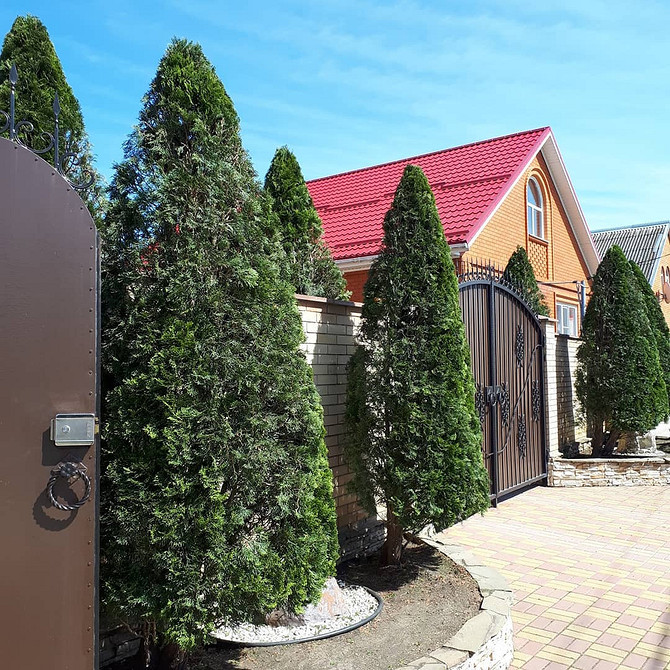 Tuja Brabant: Szybki wzrost Tuja Brabant w ogrodzie: gęsta korona, szybki wzrost. Doskonała na żywopłot.