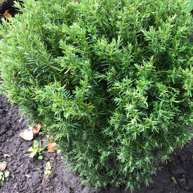 Tuja w krajobrazie Tuja w ogrodzie: Aranżacja z tują w krajobrazie, idealna na żywopłot w 2026.