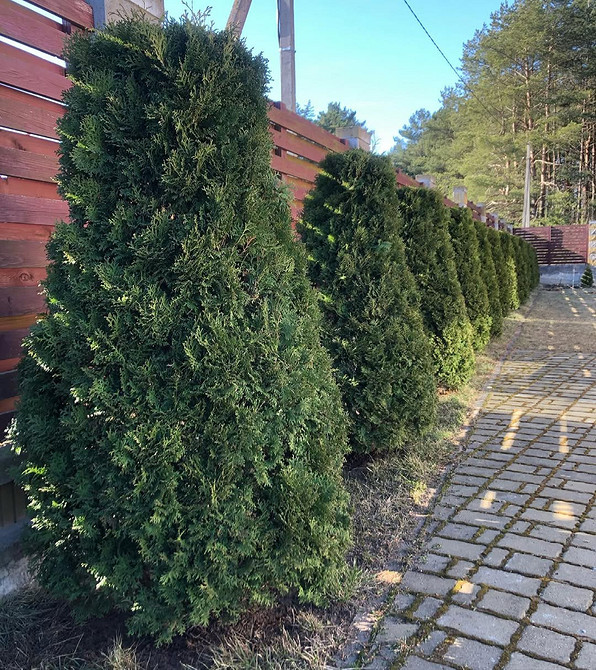 Tuja: Kompozycje odmian Kompozycje z różnych odmian tui: różnorodność kolorów i kształtów w ogrodzie.