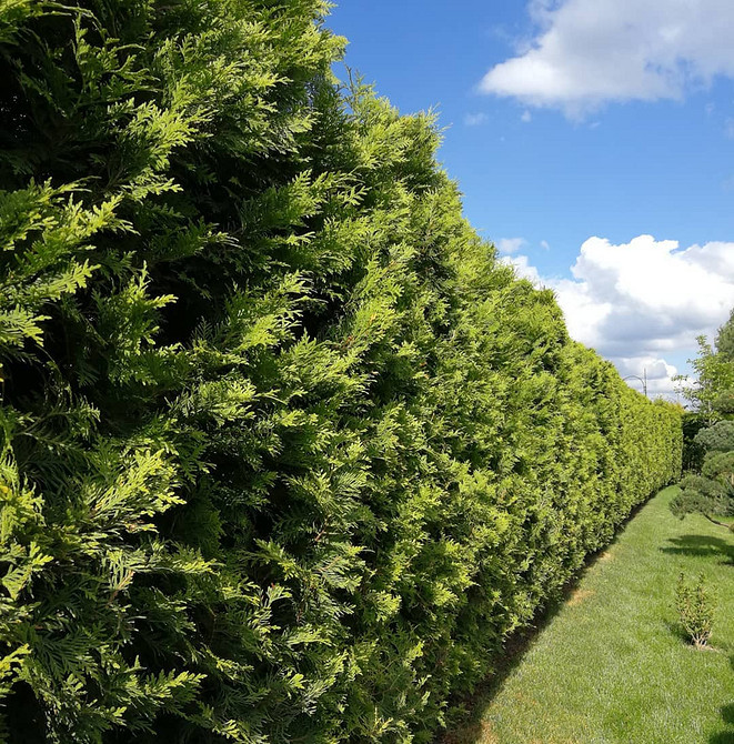 Tuja: Alpinarium Tuja w alpinarium: połączenie z kamieniami. Skalniak z elementami tui.