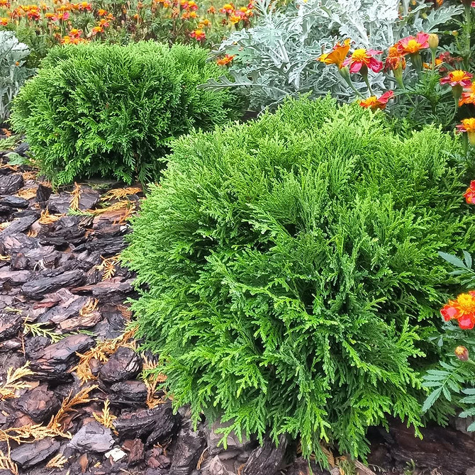 Tuja: Kształt kuli Tuja formowana w kulę: elegancja i nowoczesność. Przykład strzyżonej tui.