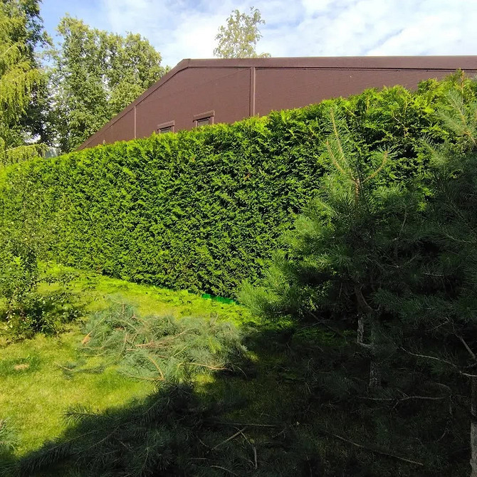 Tuja: Naturalny żywopłot Tuja jako żywopłot: ochrona i piękno. Naturalna osłona posesji.