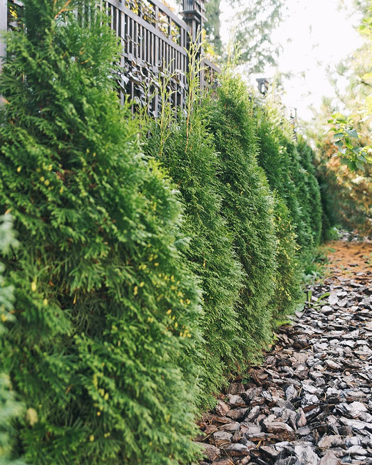 Tuja Szmaragd: Elegancja Tuja Szmaragd w projekcie ogrodu: elegancja i zieleń. Idealna do małego ogrodu.