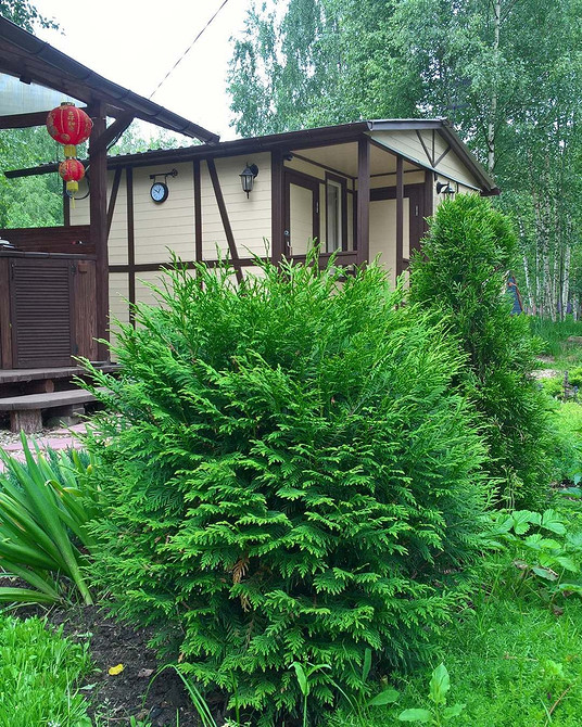 Faktura z tui Projekt ogrodu: Połączenie różnych odmian tui tworzy interesującą teksturę i objętość.