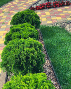 Tuje w Twoim Ogrodzie 2026: Jak Wybrać i Stworzyć Oazę Spokoju? — Tuja odmiany 2026