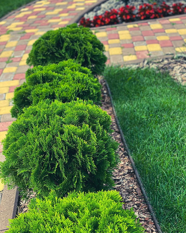 Tuja: Aranżacje ogrodowe Różne aranżacje tui w ogrodzie: żywopłoty i solitery. Tuja odmiany 2026.