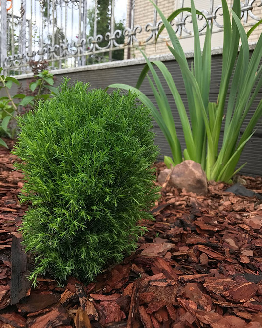 Tuja: Harmonijny ogród Tuja w ogrodzie: harmonia z innymi roślinami. Projekt ogrodu 2026.