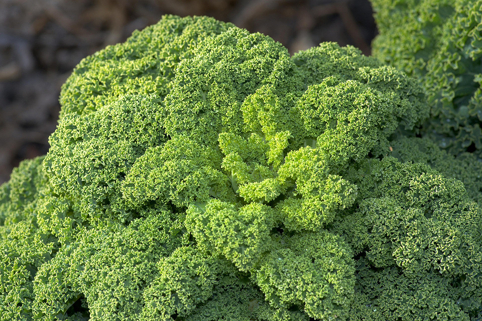 Kapusta: wsparcie jelit Kolorowe odmiany kapusty - źródło błonnika wspierającego zdrową mikroflorę jelitową