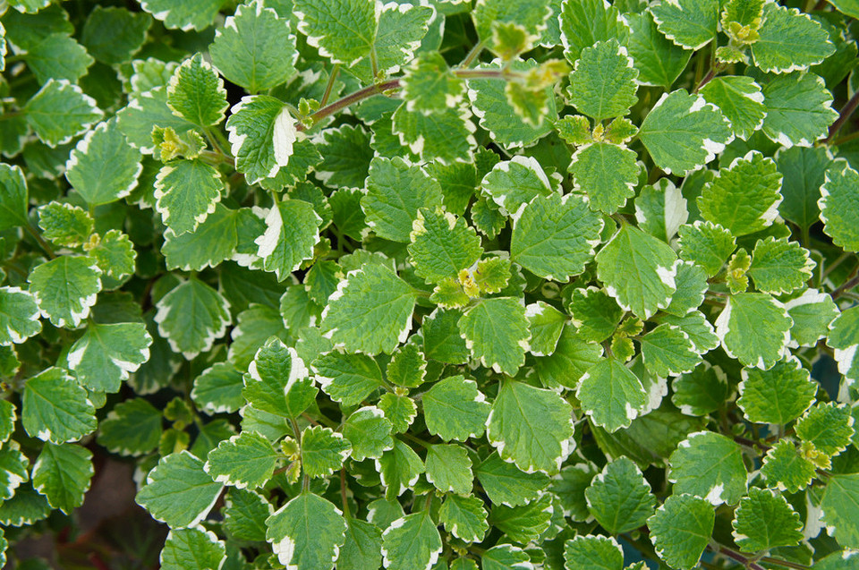 Mięta w kuchni Zdjęcia różnych gatunków mięty i ich zastosowanie w kuchni w 2026 roku.