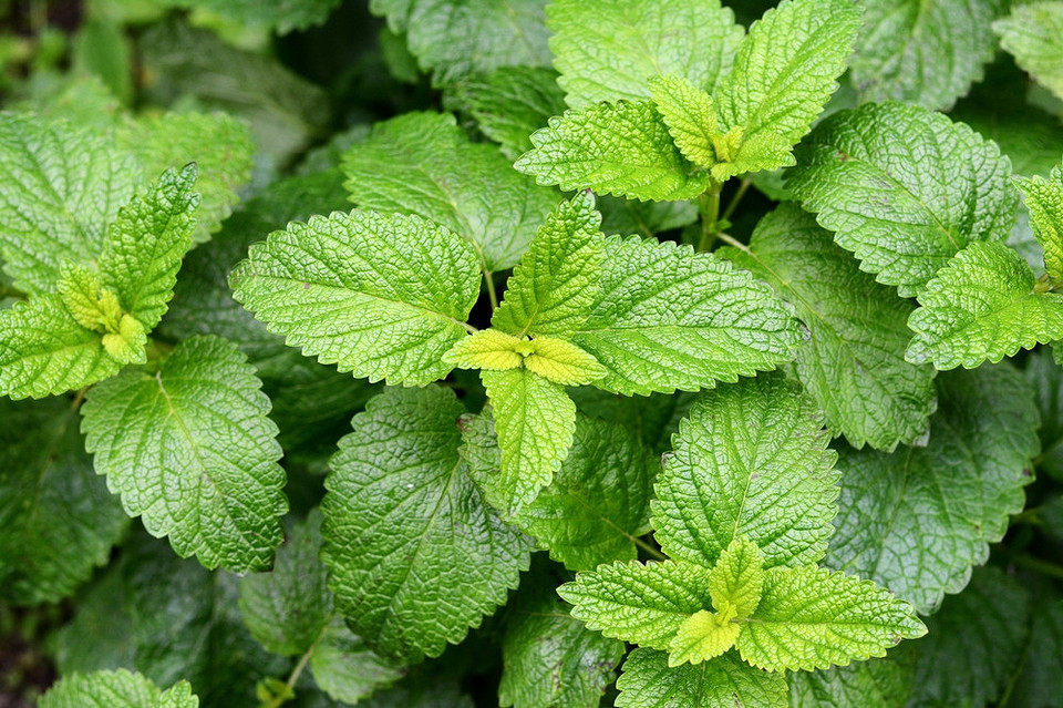 Odmiany mięty: przewodnik Różne rodzaje mięty i ich uprawa: zdjęcie przedstawia popularne gatunki mięty.