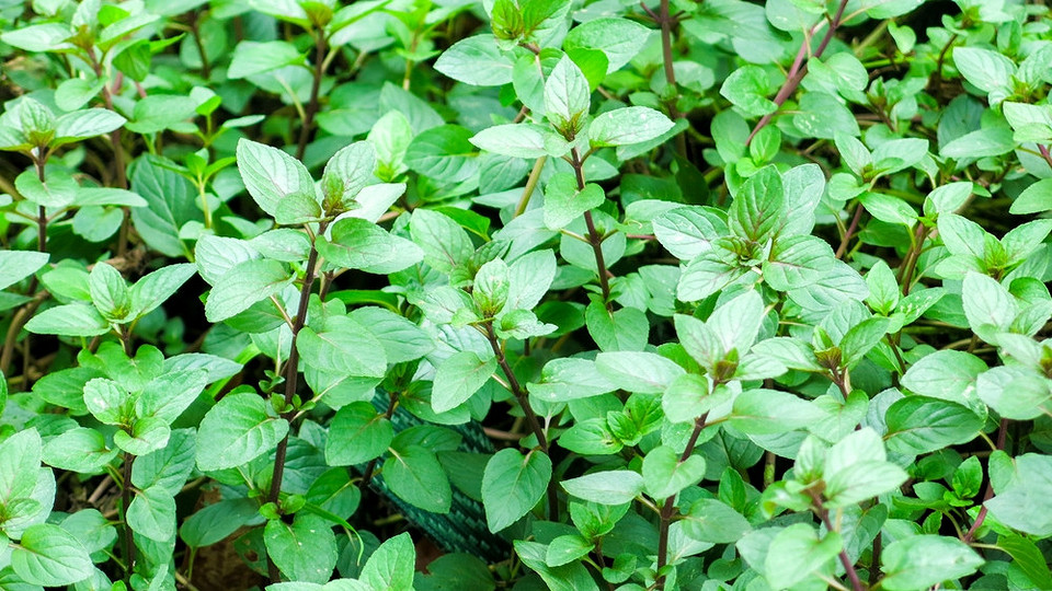 Uprawa Mięty 2026 Zdjęcia popularnych rodzajów mięty, idealnych do uprawy domowej w 2026 roku.