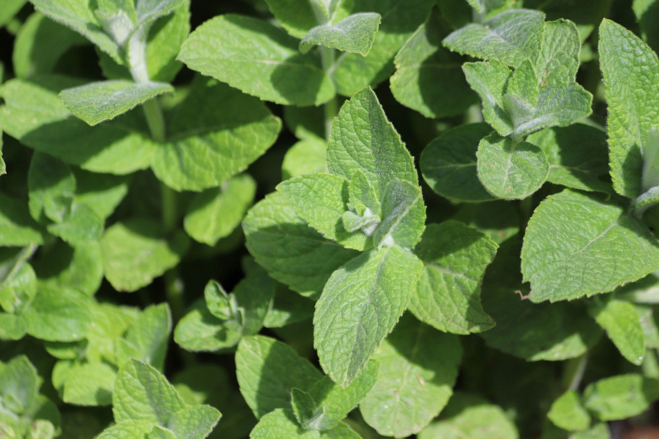 Aromatyczna różnorodność mięty Różne odmiany mięty, np. jabłkowa i czekoladowa, z akcentem na aromaty.