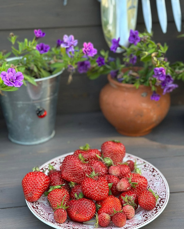 Sadzonki truskawek - uprawa Sadzonki truskawek gotowe do sadzenia. Uprawa truskawek ogrodowych 2026 z sadzonek.