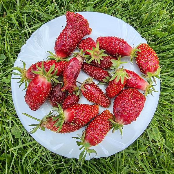 Odmiany truskawek 2026 Uprawa truskawek ogrodowych 2026: różnorodność odmian i bogate zbiory truskawek.