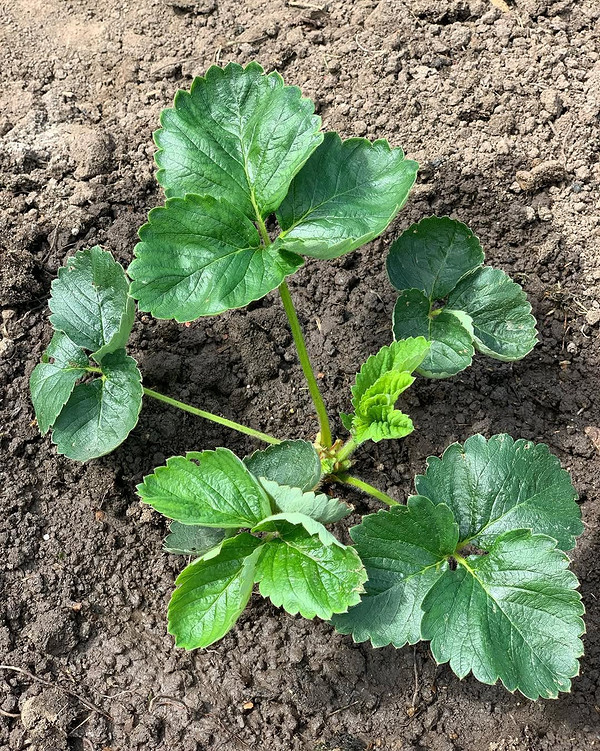 Słodkie odmiany truskawek Odmiany truskawek: duże, soczyste owoce gotowe do zbioru, słodki smak. Sezon 2026.