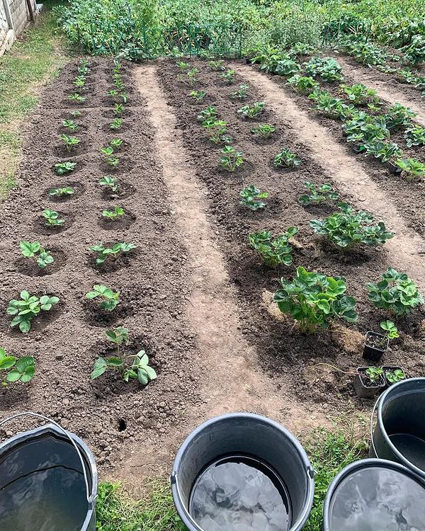 Truskawki 2026: Idealne nasadzenia i obfite zbiory. Poradnik. — Uprawa truskawki (земклуніка)