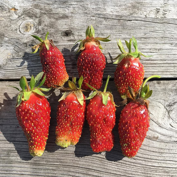 Truskawka Kupczycha - piękna Truskawka Kupczycha: duże, ciemne owoce, idealne do uprawy w ogrodzie w 2026 roku.