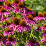 Byliny Królową Ogrodów: Najnowsze Trendy w Aranżacji Zieleni